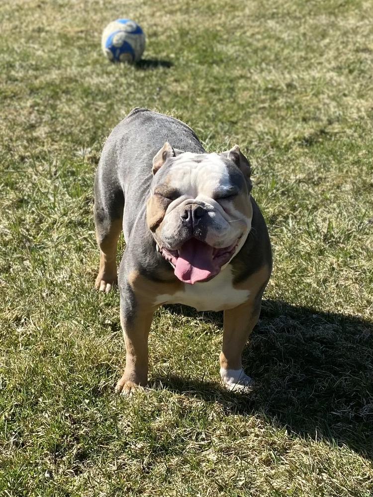 3B Bullies Saxxyn | Olde English Bulldogge 