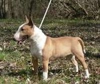 Eglantine du mas des rêves | Miniature Bull Terrier 