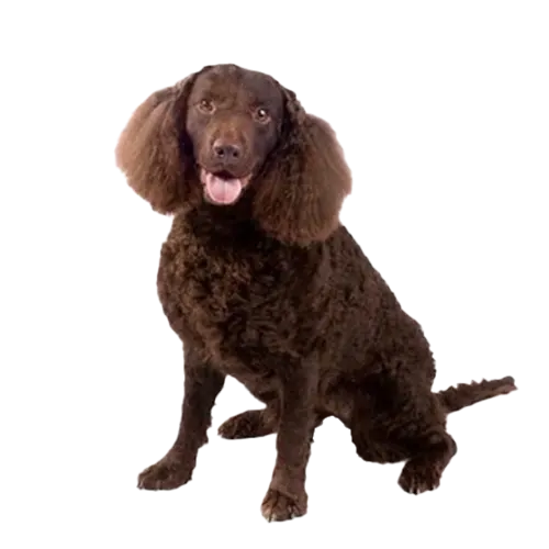 American-Water-Spaniel