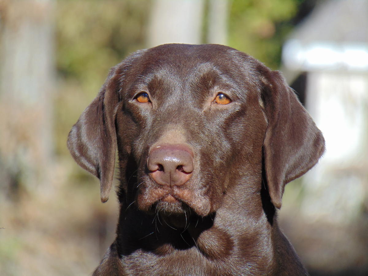 Enid's Brown Belle From The Bayou | Chocolate Labrador Retriver