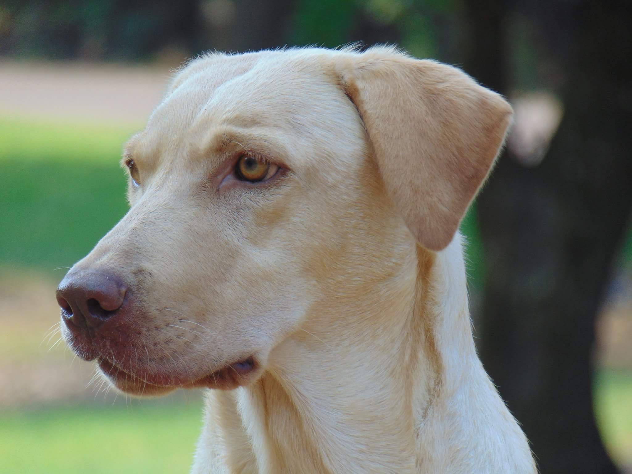 Enid's Frequent Flying Bailey | Yellow Labrador Retriver