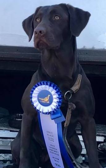 Harvest Moon's Not All Who Wander Are Lost SH | Chocolate Labrador Retriver