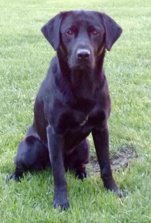 4xGMPR HRCH Stealth Points Backwoods Tailgater MH | Black Labrador Retriver