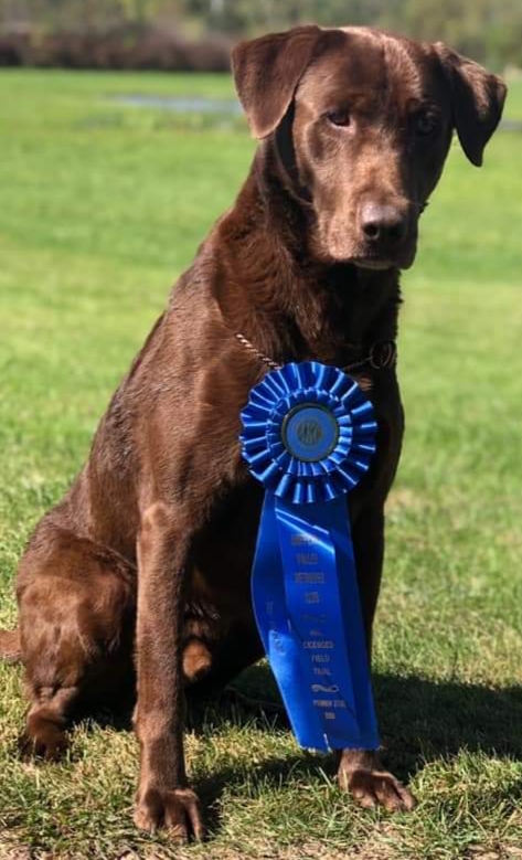 GRHRCH Bayou Magic's Tough As A Boot QA2 | Chocolate Labrador Retriver