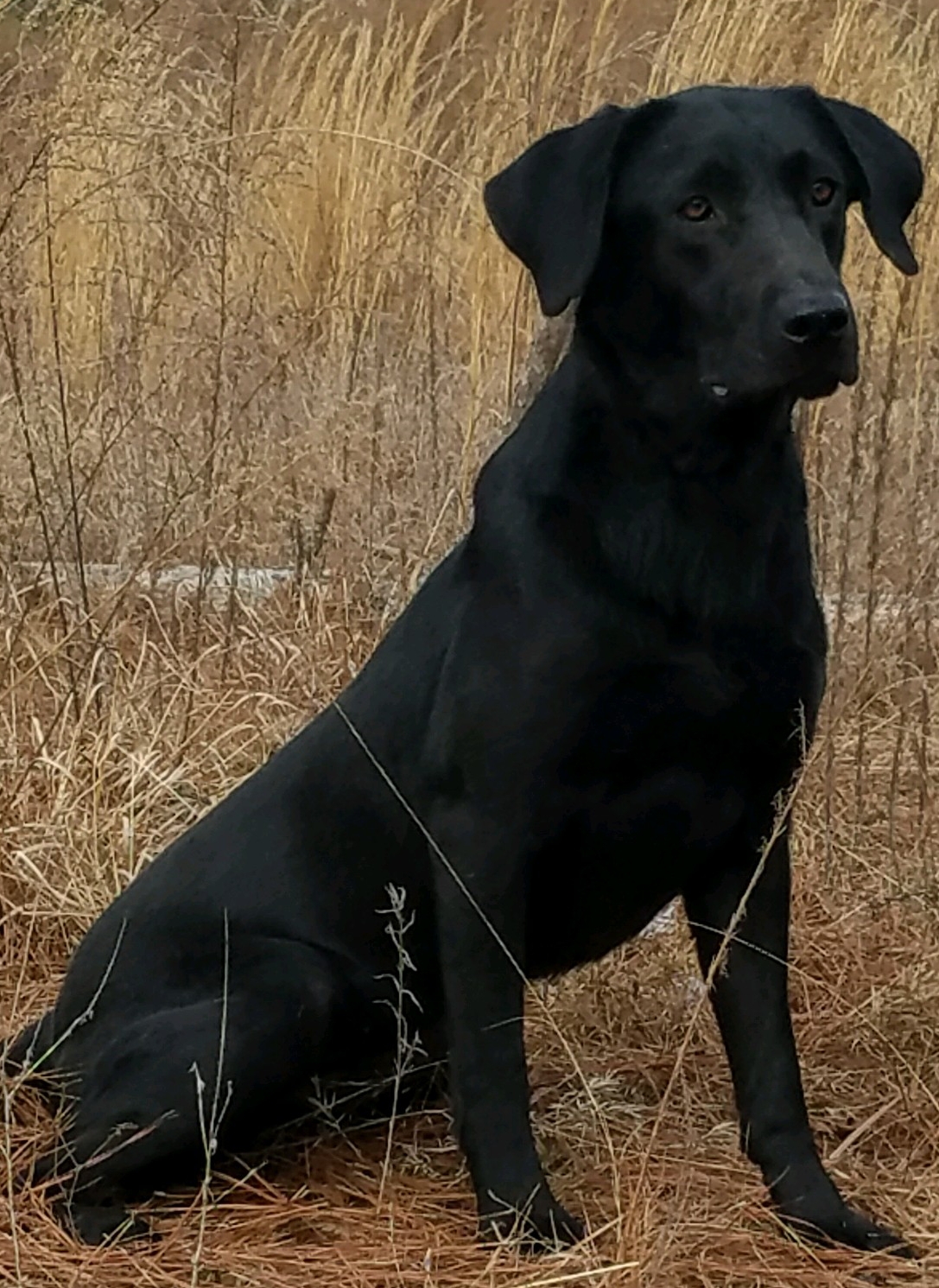 Prairie States You Only Live Once SH | Black Labrador Retriver