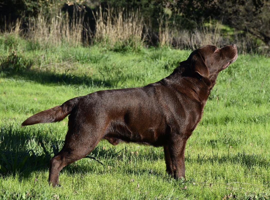 Buckshots Otis | Chocolate Labrador Retriver