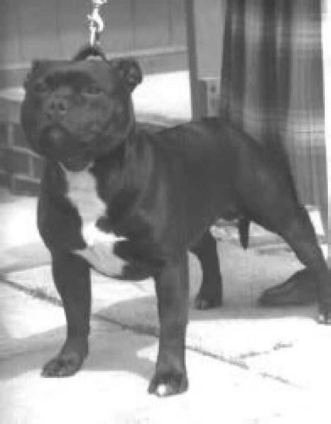 Rellim Black Ace | Staffordshire Bull Terrier 