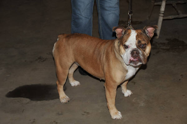 Pelto's Stella | Olde English Bulldogge 