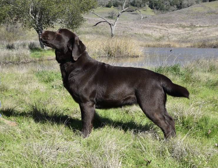 Buckshots Mabel | Chocolate Labrador Retriver