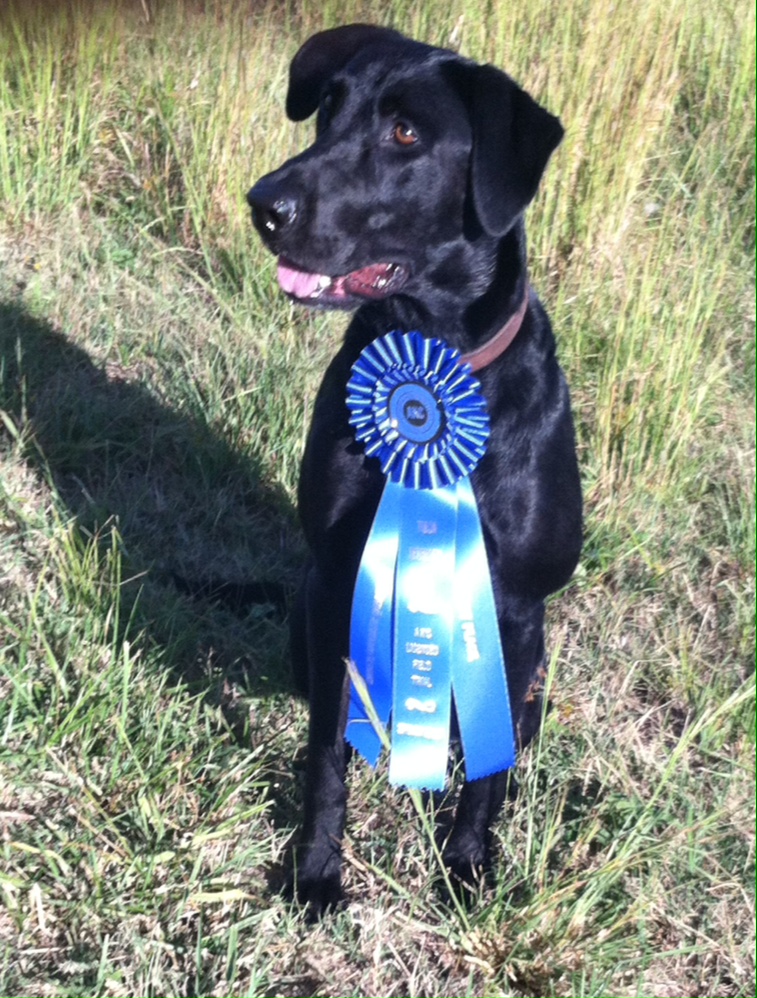 HR G-man's Texas Trick Shot QAA | Black Labrador Retriver