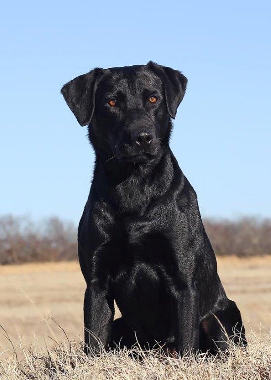 FC Louisiana Black Magic Spell | Black Labrador Retriver