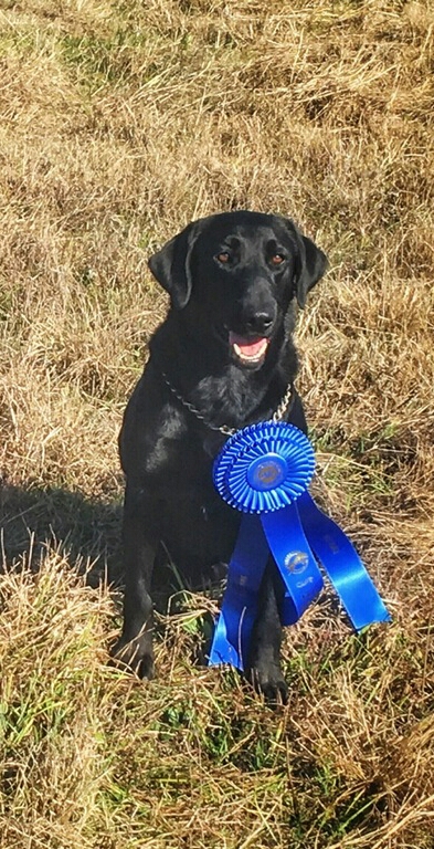 Ace's Triple D Legacy QAA NDL | Black Labrador Retriver