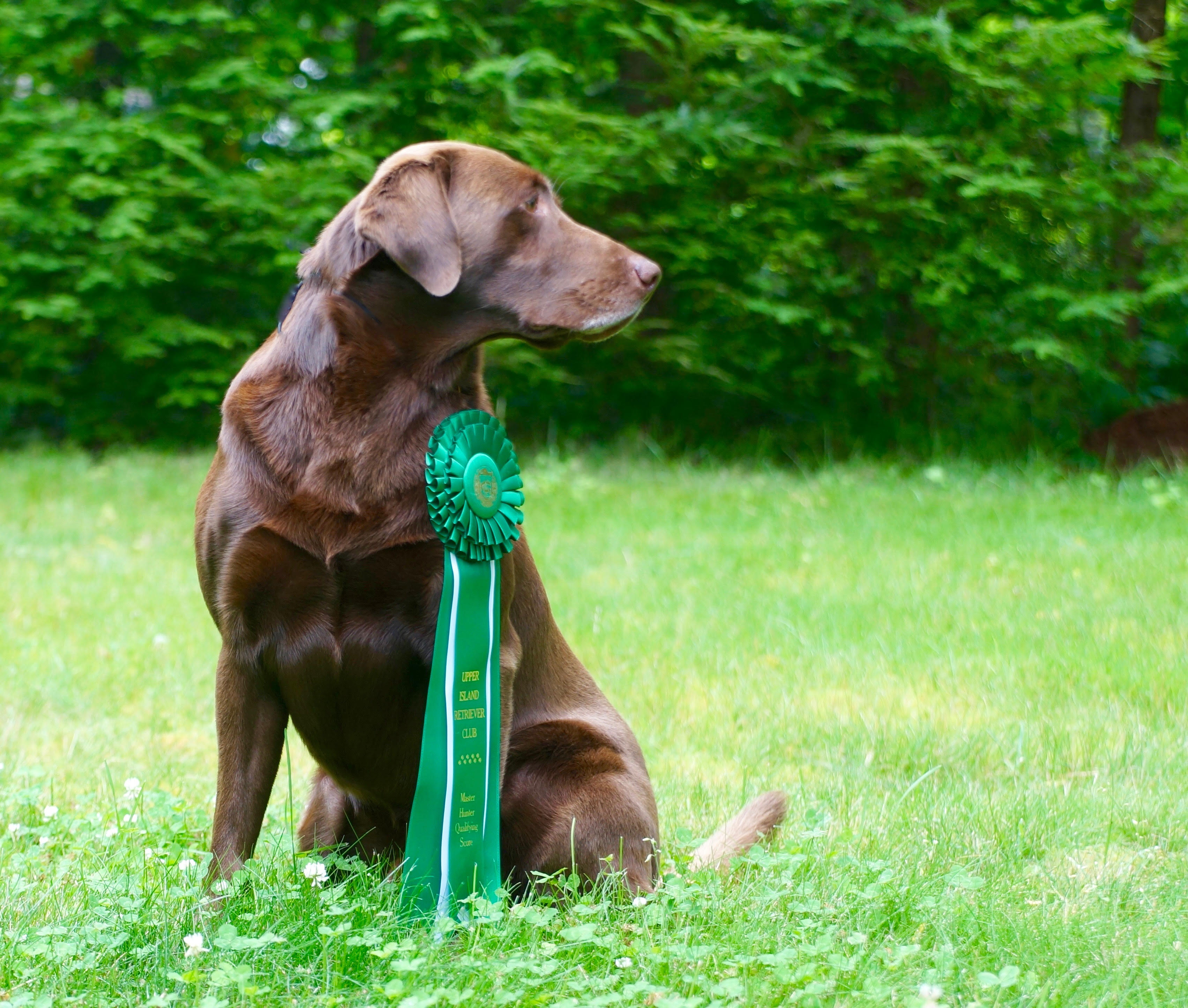 FTCH AFTCH Bigvalley MER Joseph Campbell QFTR | Chocolate Labrador Retriver