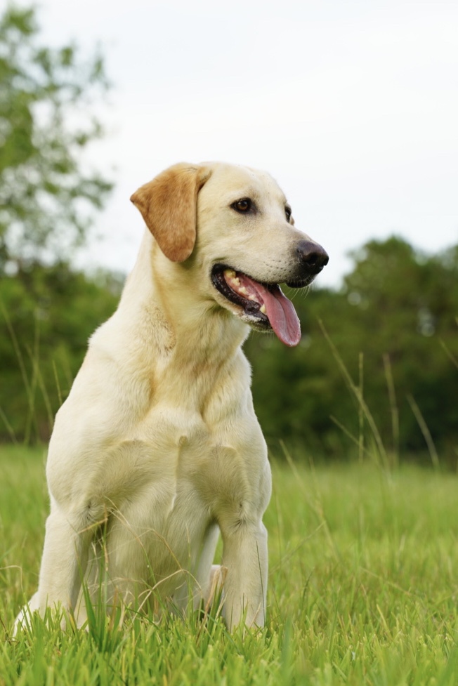 HRCH Ford's Cosmic Zulu Dream | Yellow Labrador Retriver