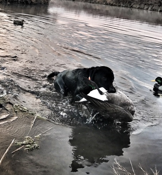 DUCKPUP'S PSR DOCTOR PEPPER | Black Labrador Retriver