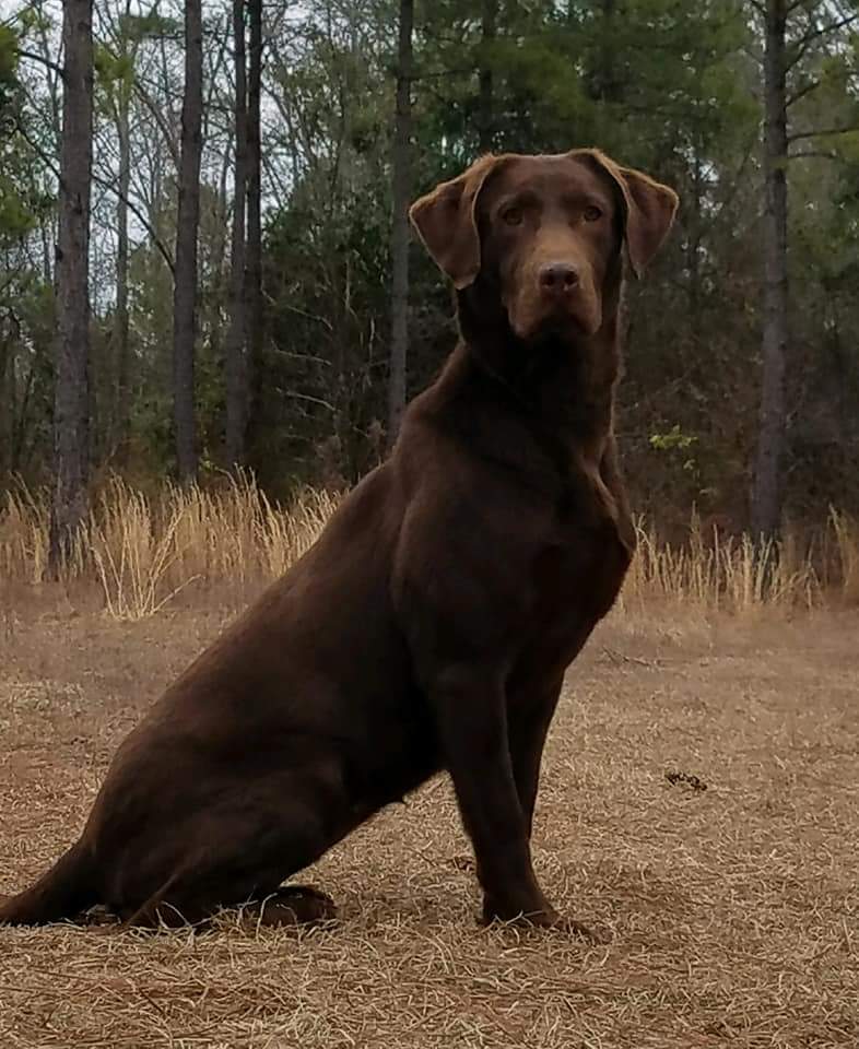 HR Prairie States Mischievous | Chocolate Labrador Retriver