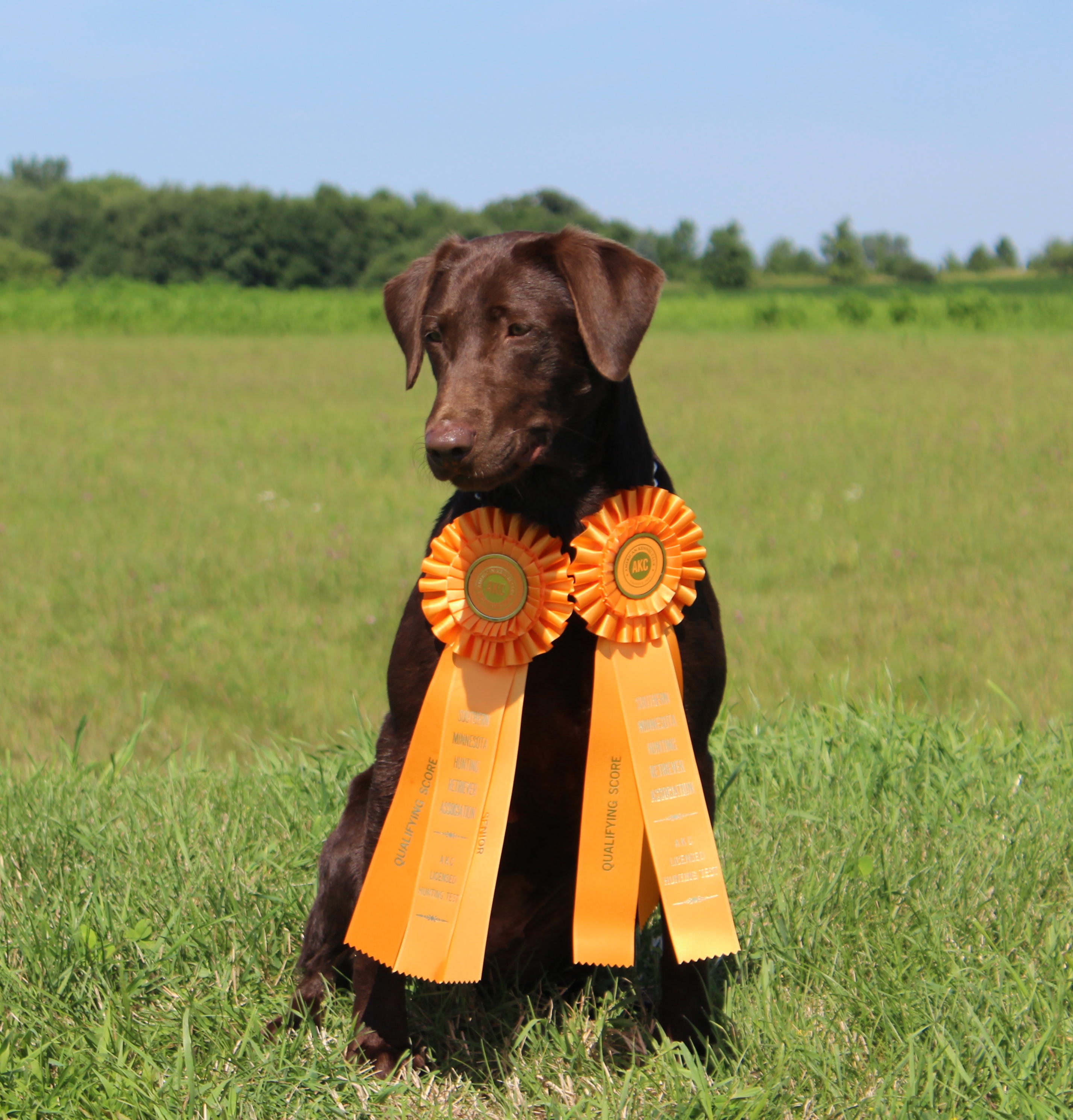 Long Spur's Hidden Treasure SH | Chocolate Labrador Retriver