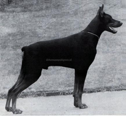 Armin Meckie v. Roten Feld | Black Doberman Pinscher