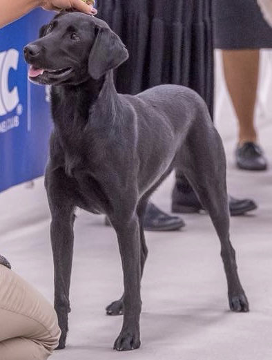 CA USF UJJCH CH  STK9's What Memories R Made Of DCAT CGCA DSX DM ASA TKN SPOT-ON | Black Labrador Retriver