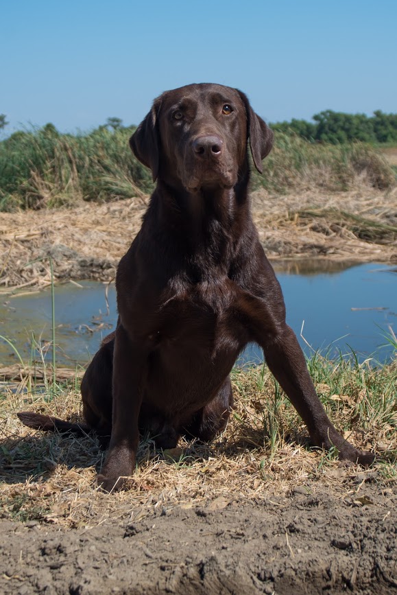 Starlights Lil Bear MH | Chocolate Labrador Retriver