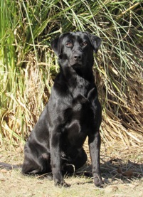 Washita's Red River Aurora | Black Labrador Retriver