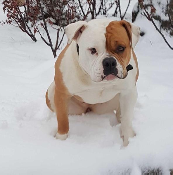 Canon ball Némésis | American Bulldog 