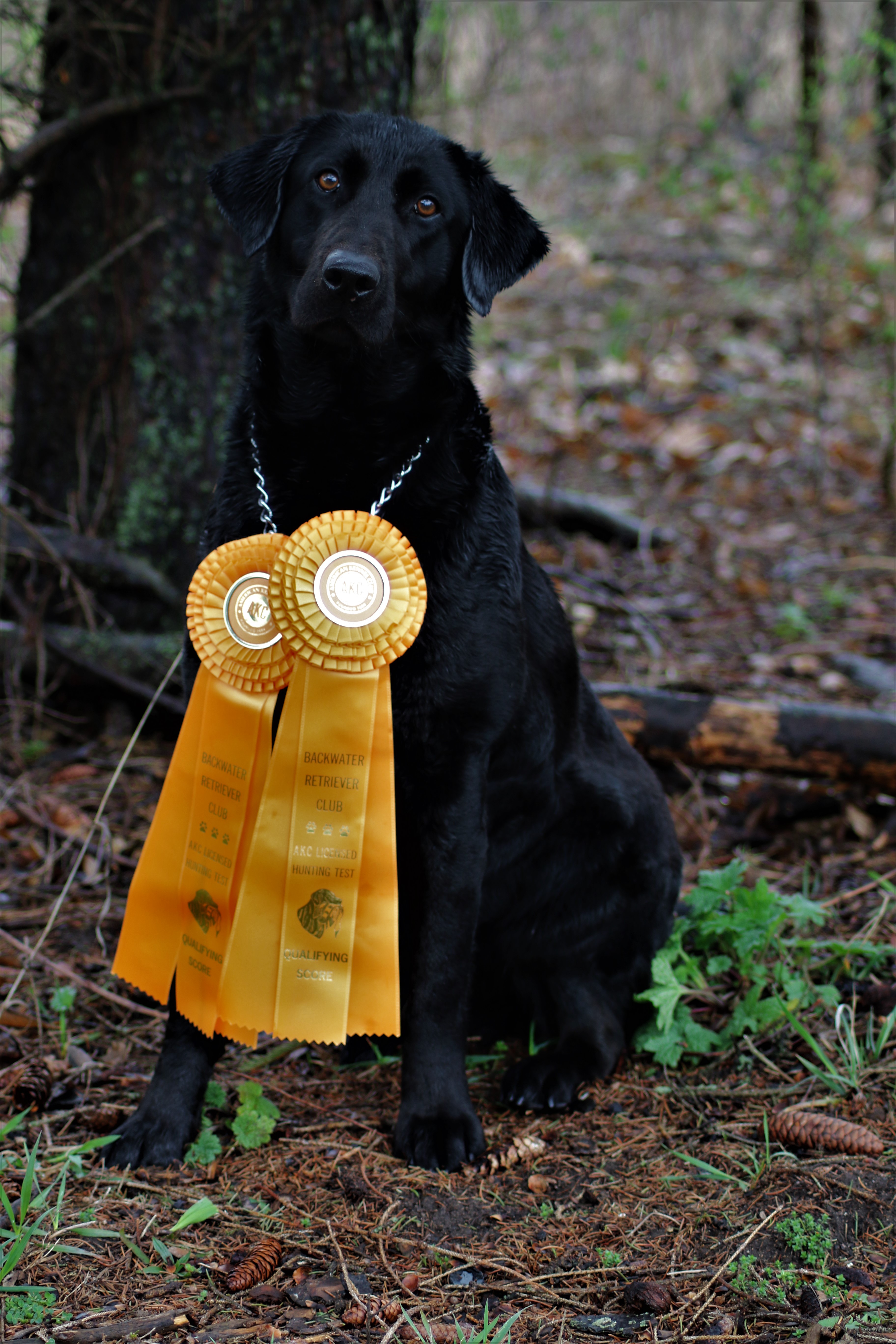 HRCH Cramer's Mapleridge Gauge Two Stella MH | Black Labrador Retriver