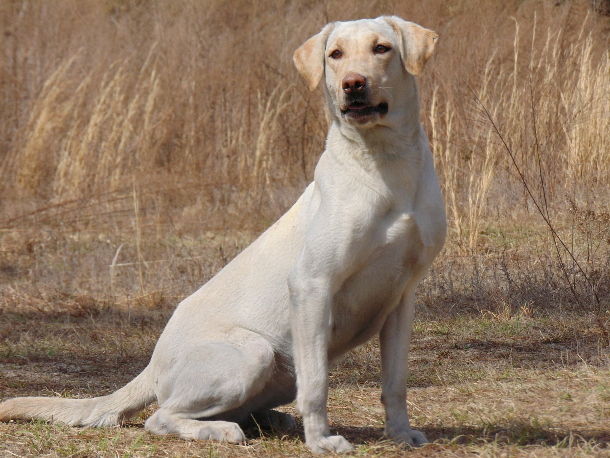 Blackfoot's Time And Thyme Again SH | Yellow Labrador Retriver