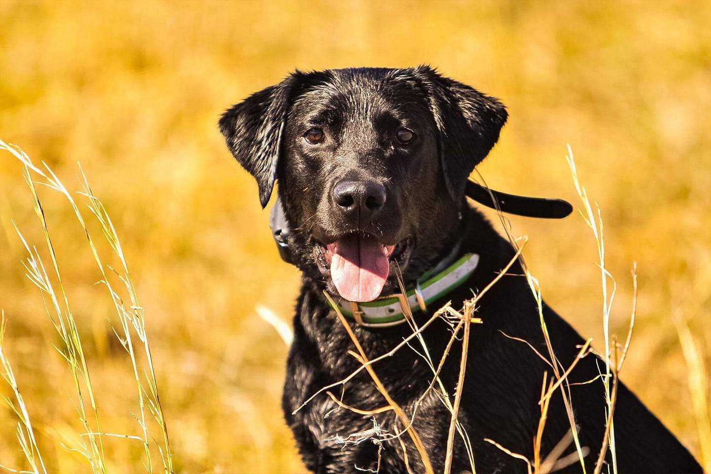 HRCH Kingseed's Queen Bee Nelli | Black Labrador Retriver