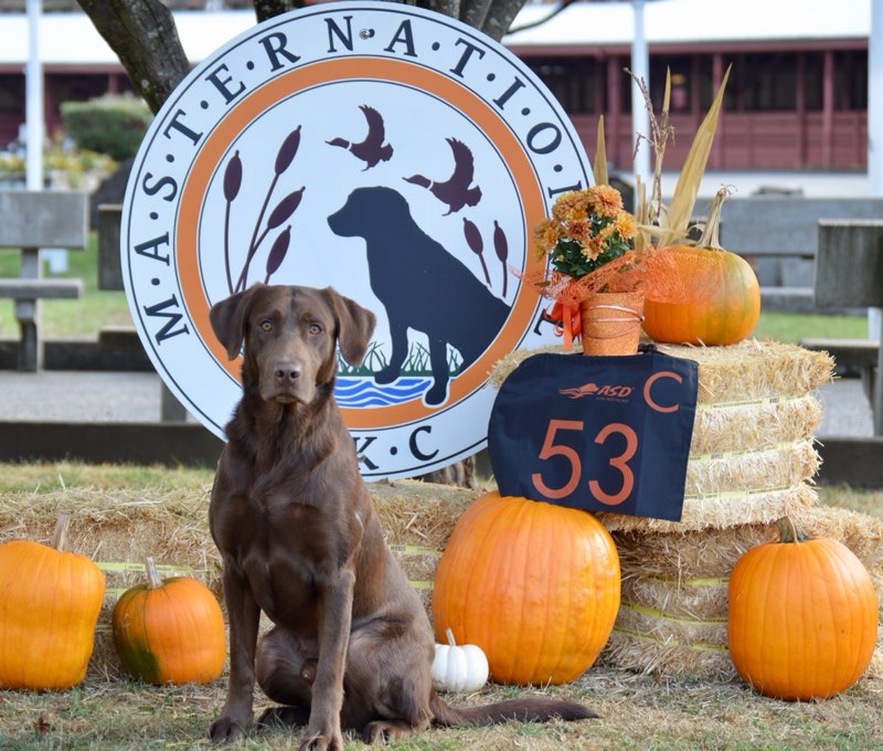 Gator Point Sound Barrier MH | Chocolate Labrador Retriver