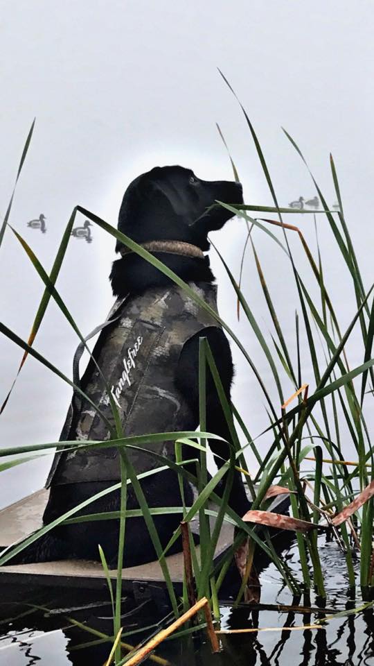 Tyler's Srrk Zeek | Black Labrador Retriver