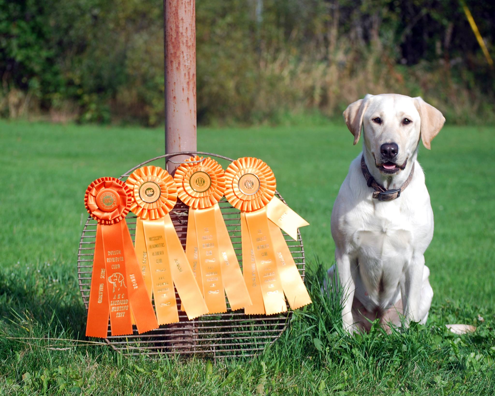 HR WindChill's Third Times The Charm JH | Yellow Labrador Retriver