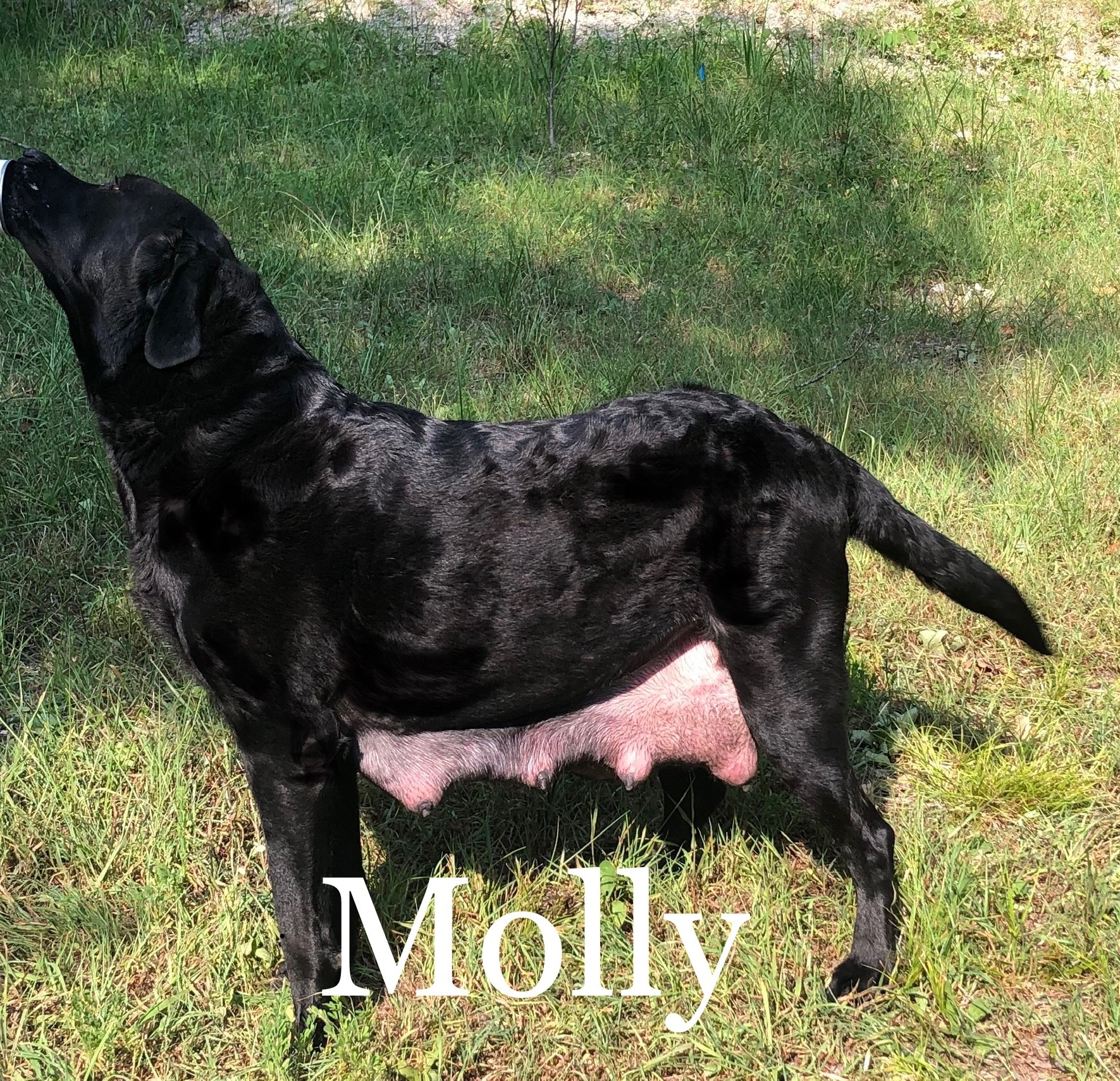 Wunderlin's Molly Kate | Black Labrador Retriver