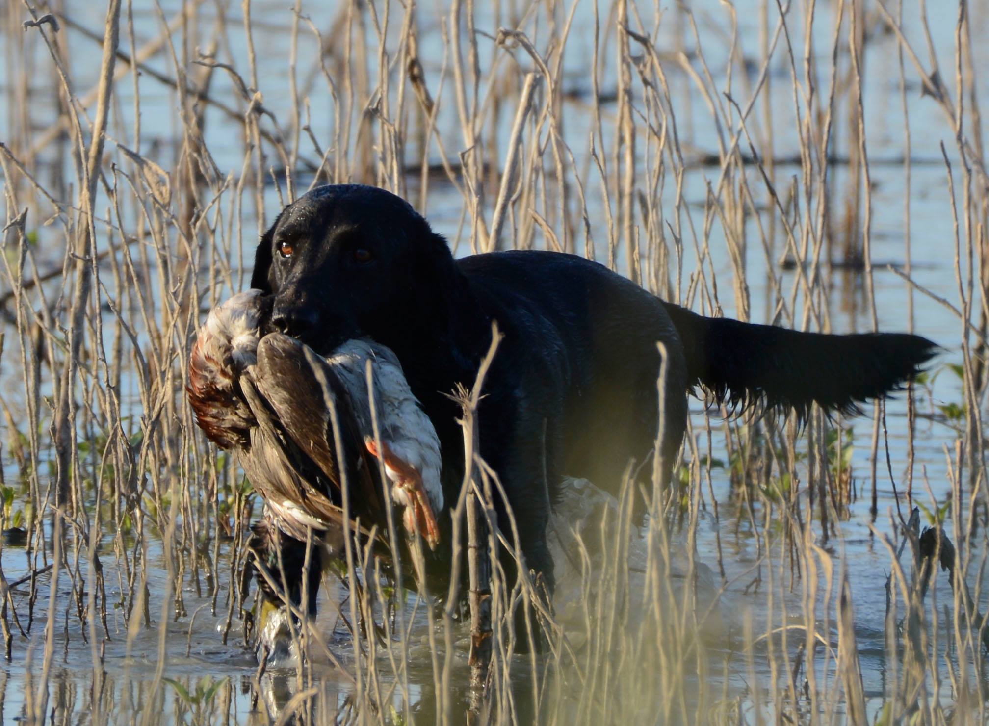 GRHRCH Sadie's Delta Queen MH | Black Labrador Retriver