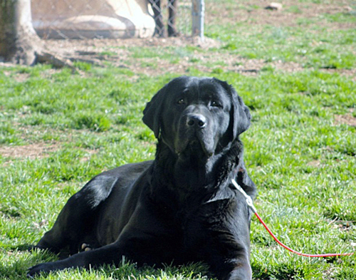 Miller's Midnight Zoey II | UNKN Labrador Retriver