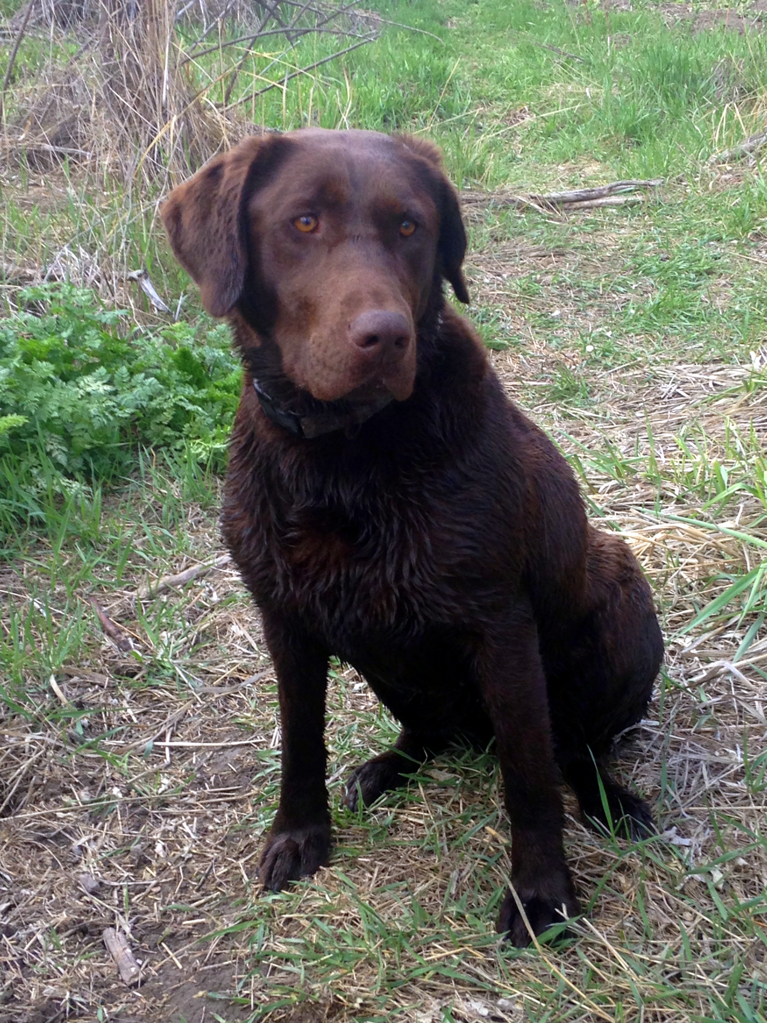 Junieb Lollys Imagination JH | Chocolate Labrador Retriver