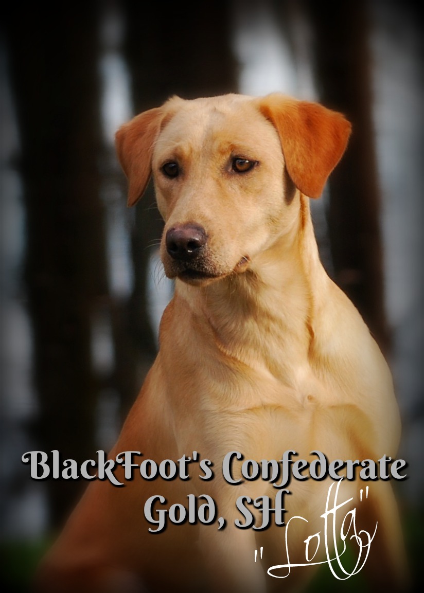 Blackfoot's Confederate Gold SH CGC | Yellow Labrador Retriver