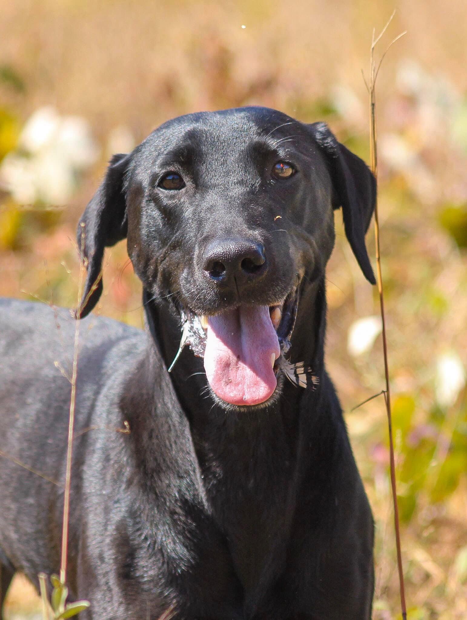 UH BDs No Doubt At Katalyst JH RN CGC | Black Labrador Retriver