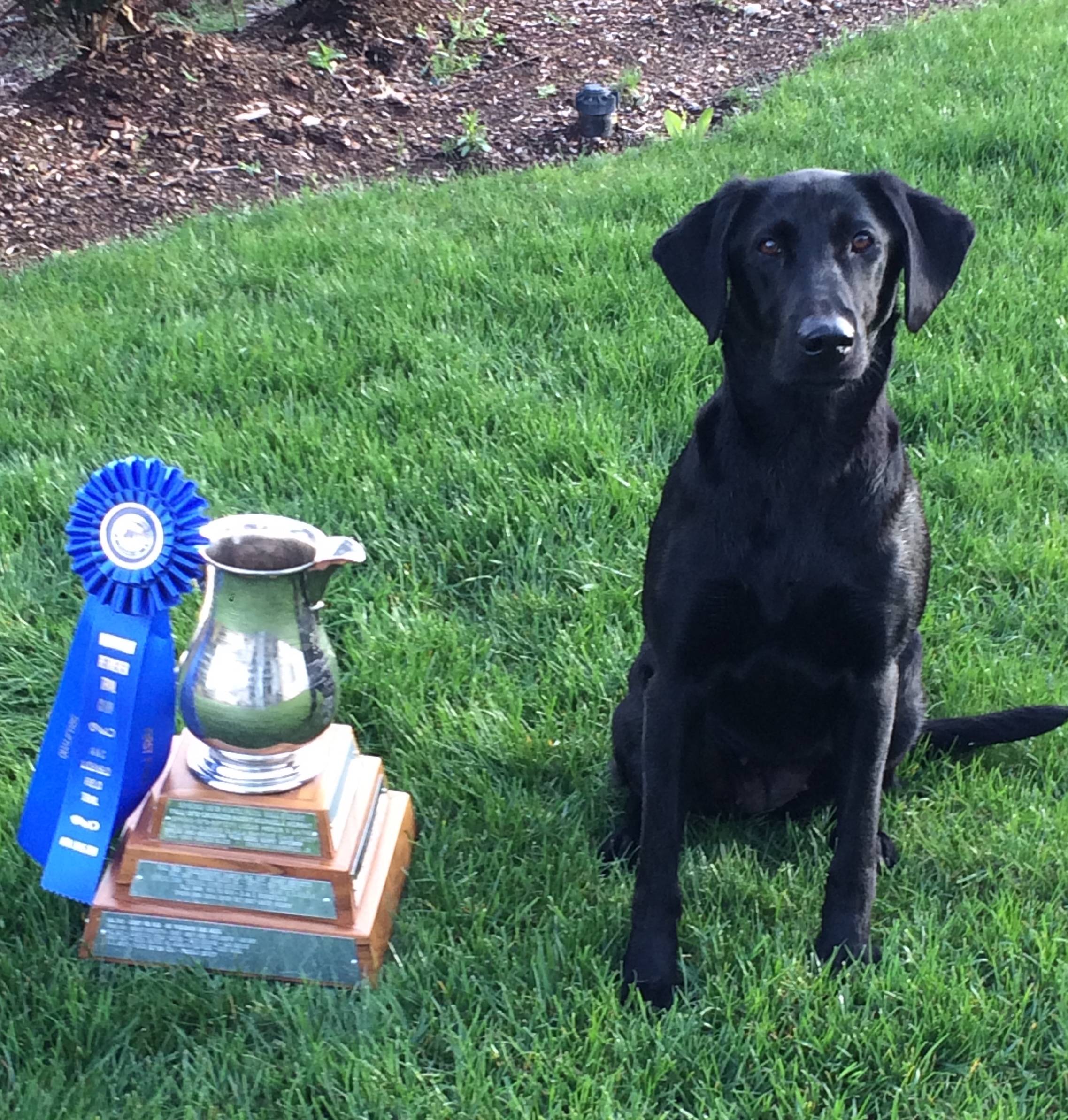 Tucannon River Isabella QA2 | Black Labrador Retriver