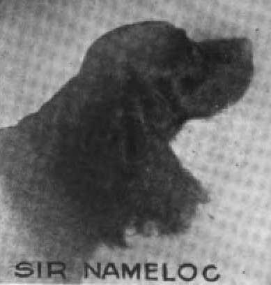 Sir Nameloc (Black Hawk III 211857) | American Cocker Spaniel 