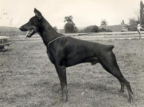 Questo v. Eschenhof | Black Doberman Pinscher