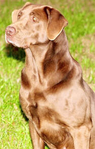 Woodstream's Stay Below The Line Dixie MH | Chocolate Labrador Retriver