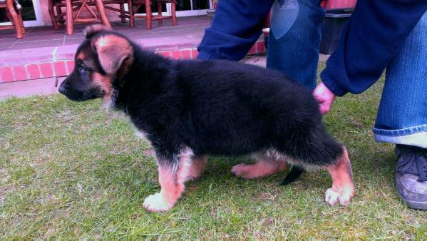 Blue vom Calvörder Hof | German Shepherd Dog 