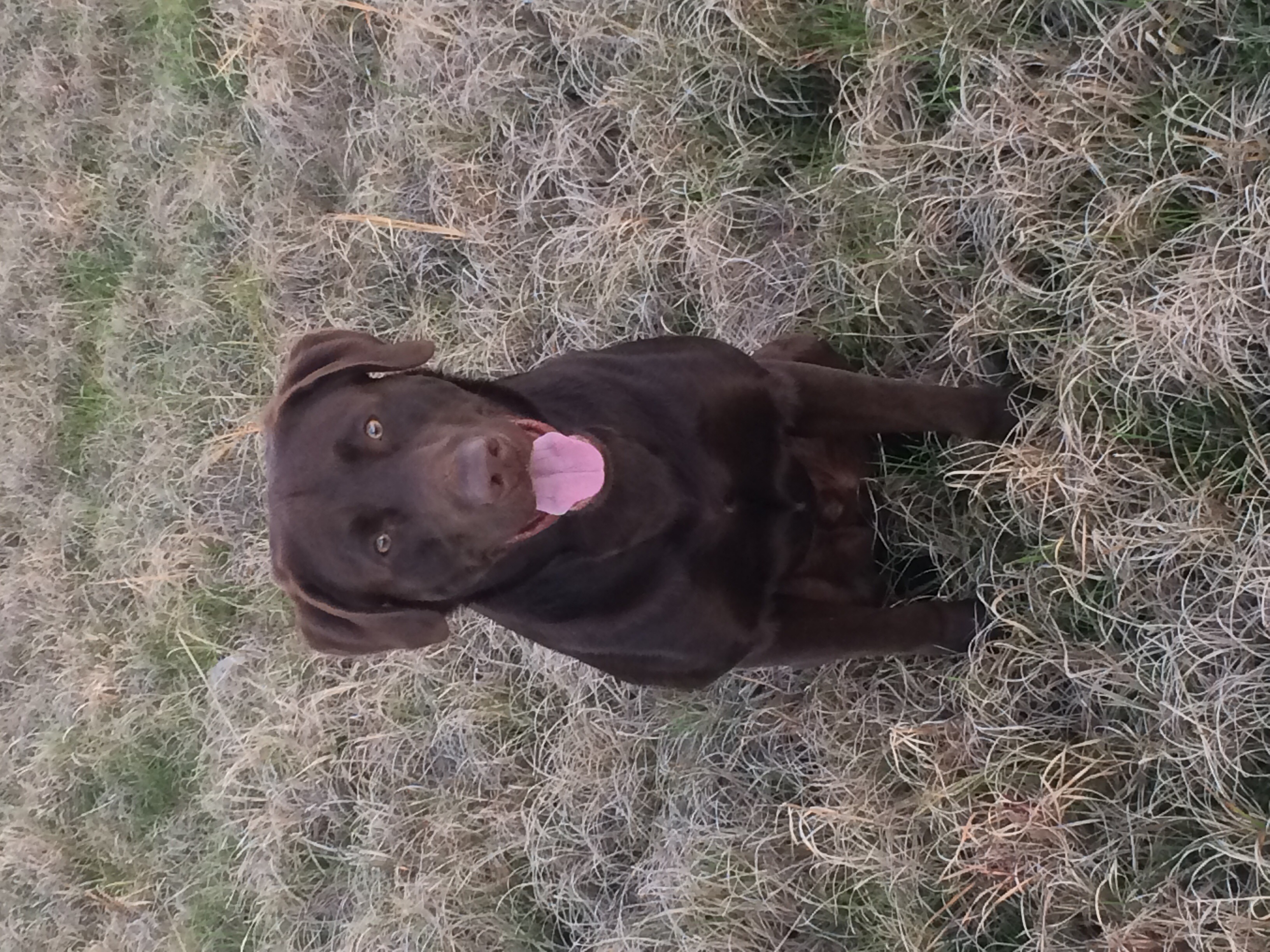 HRCH 12Gauge Waterfowl Widowmaker JH | Chocolate Labrador Retriver