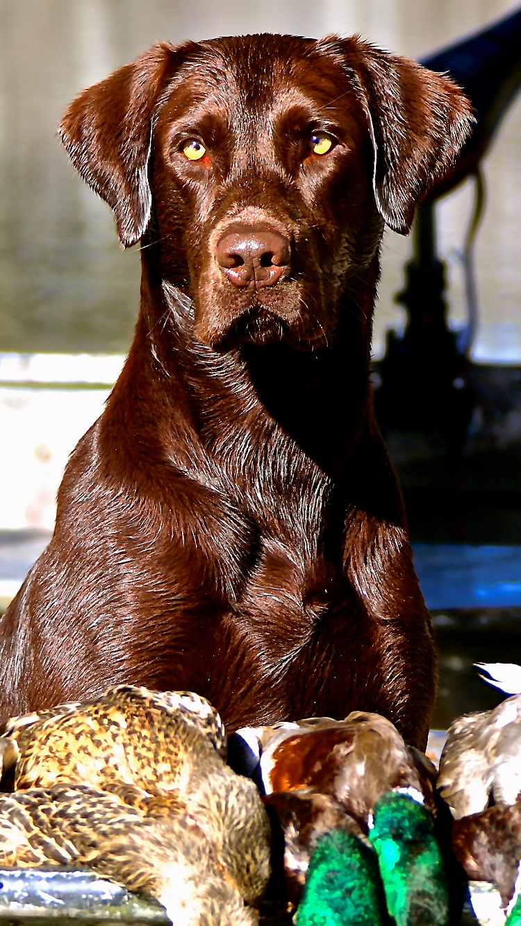 HRCH The Diche' MH | Chocolate Labrador Retriver