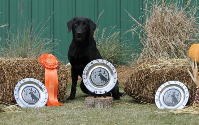 SRS HRCH Storm Flag Flyin MNH QA2 | Black Labrador Retriver