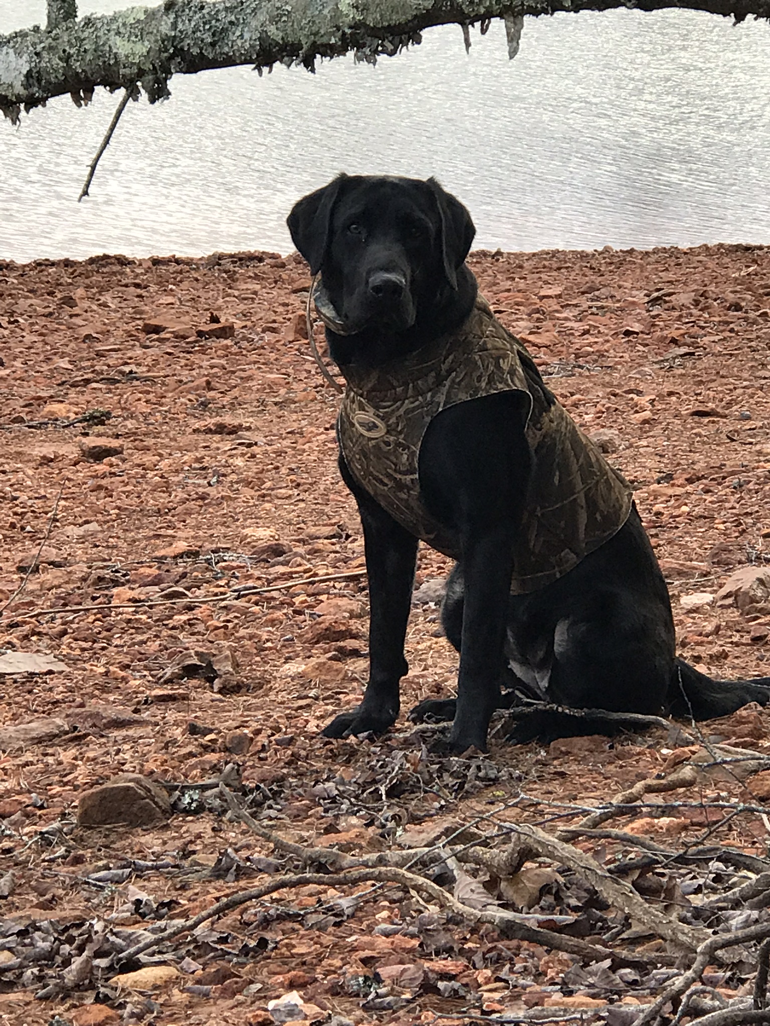 Crooked Creek's Sittin Shadie Sadie | Black Labrador Retriver