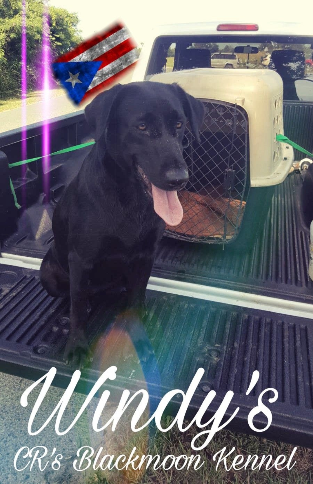 CR's Blackmoon Windy's Arecibo Surprise | Black Labrador Retriver