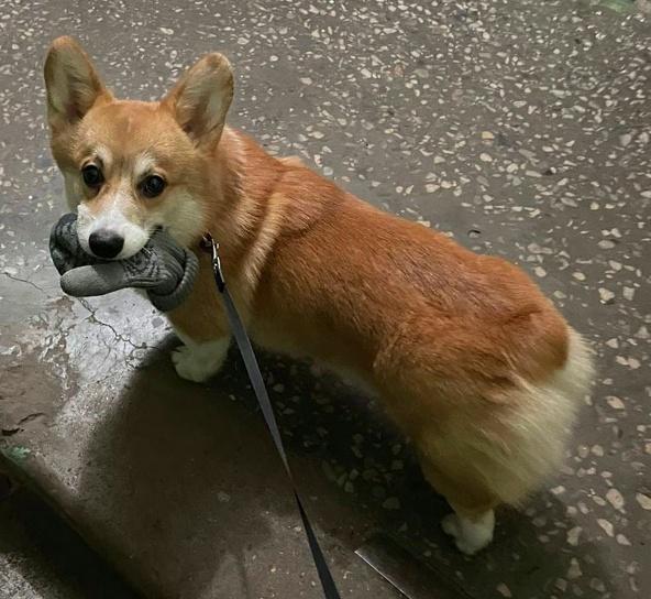 Frei Wind Yunik | Pembroke Welsh Corgi 