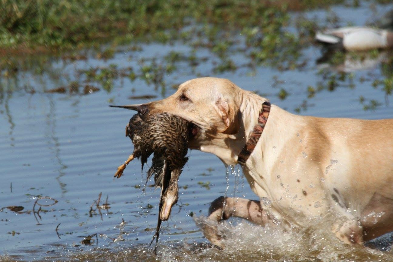 David's Somertime Magic Voodoo Roux JH | Yellow Labrador Retriver